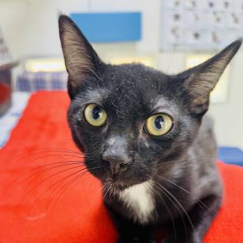 Polliwog -  Domestic Short Hair Cat for Adoption in Kanab, Utah - Polliwog | PetCurious