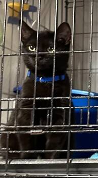 Domestic Short Hair Cats Available for Adoption - Mackerel | PetCurious