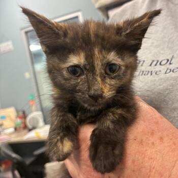 Scribbles -  Domestic Short Hair Cat for Adoption in Greensboro, North Carolina - Scribbles | PetCurious