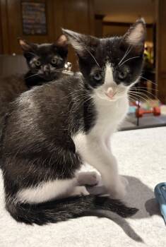 Domestic Short Hair Cats Available for Adoption in Coppell, Texas - Stella Luna | PetCurious