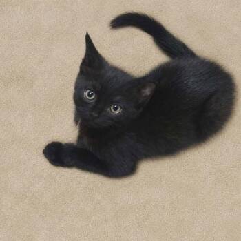Domestic Short Hair Cats Available for Adoption in Candler, North Carolina - Cay | PetCurious