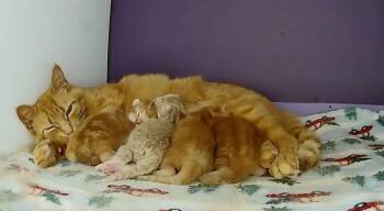 Crouton -  Domestic Short Hair Cat for Adoption in Steinbach, Manitoba - Crouton | PetCurious