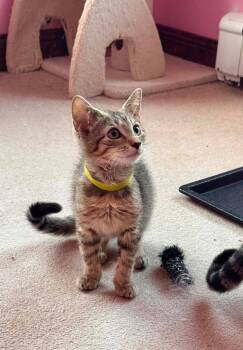 Bugsy -  Domestic Short Hair Cat for Adoption in Gorham, Maine - Bugsy | PetCurious