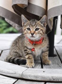 Domestic Short Hair Cats Available for Adoption in Conroe, Texas - Rusty | PetCurious