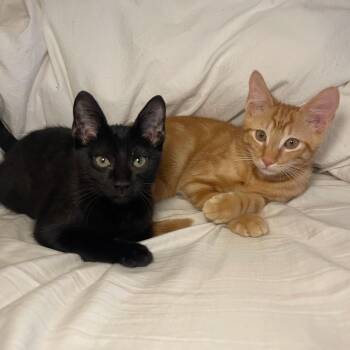 Perfectly Imperfect Mr. Maple & Miss Ash BONDED -  Domestic Short Hair Cat for Adoption in Boca Raton, Florida - Perfectly Imperfect Mr. Maple & Miss Ash BONDED | PetCurious