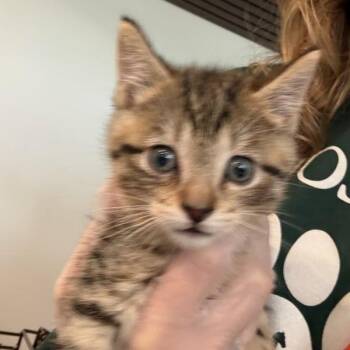Delaware -  Domestic Short Hair Cat for Adoption in Des Moines, Iowa - Delaware | PetCurious