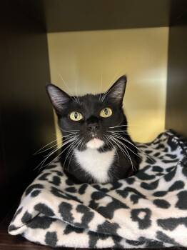 Rescue Domestic Short Hair Cats for Adoption in Blountville, Tennessee - Queen | PetCurious