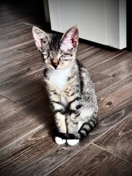 (SF) 6/13/26 Milton -  Domestic Short Hair Cat for Adoption in Stillwater, Oklahoma - (SF) 6/13/26 Milton | PetCurious
