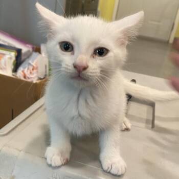 Doughnut -  Domestic Short Hair Cat for Adoption in West Des Moines, Iowa - Doughnut | PetCurious