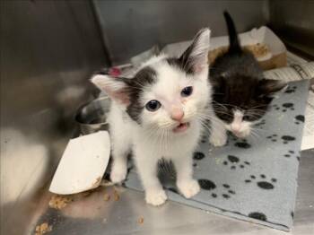 Domestic Short Hair Cats Available for Adoption in Tulsa, Oklahoma - MILK | PetCurious