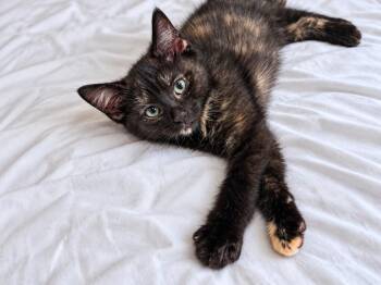 Dell -  Domestic Short Hair Cat for Adoption in Homer Glen, Illinois - Dell | PetCurious