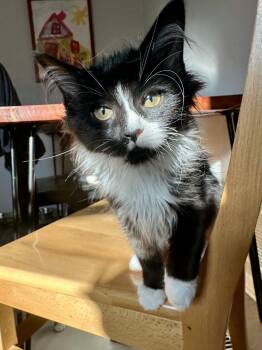 Ocean -  Tuxedo Cat for Adoption in Wheeling, Illinois - Ocean | PetCurious