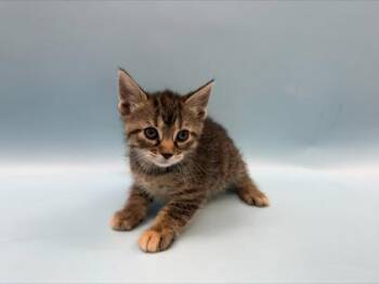 Princess Atta -  Domestic Short Hair Cat for Adoption in Woodbury, Minnesota - Princess Atta | PetCurious