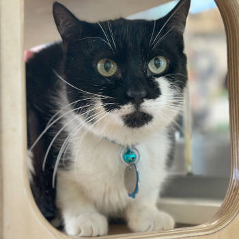 Rescue Domestic Short Hair Cats for Adoption in Port Washington, New York - Arik | PetCurious