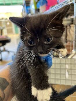 Domestic Short Hair Cats Available for Adoption in Chula Vista, California - SIRIUS | PetCurious