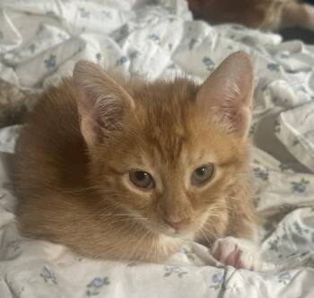 Pumpkin -  Domestic Short Hair Cat for Adoption in New York, New York - Pumpkin | PetCurious