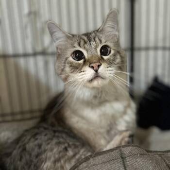 Moose -  Ragdoll Cat for Adoption in Bountiful, Utah - Moose | PetCurious