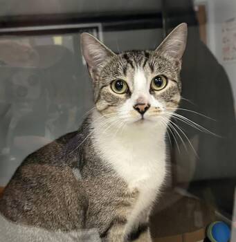 MADDIE* -  Domestic Short Hair Cat for Adoption in Santa Cruz, California - MADDIE* | PetCurious
