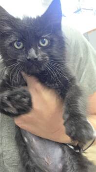 Sugar -  Domestic Long Hair Cat for Adoption in Salmon, Idaho - Sugar | PetCurious
