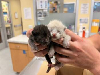 PEEP -  Domestic Short Hair Cat for Adoption in Tustin, California - PEEP | PetCurious