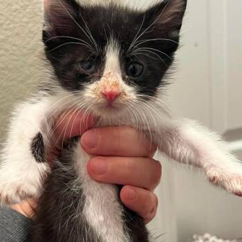 Ebenezer Scrooge -  Domestic Short Hair Cat for Adoption in Nampa, Idaho - Ebenezer Scrooge | PetCurious