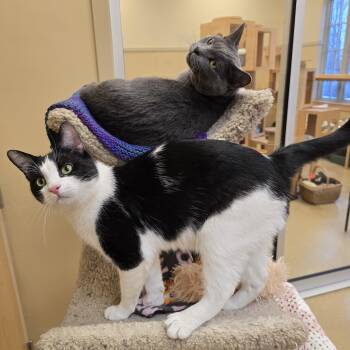 Domestic Short Hair Cats Available for Adoption - Grizwold  | PetCurious