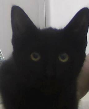 Domestic Short Hair Cats Available for Adoption in Dayton, Minnesota - Brenden | PetCurious