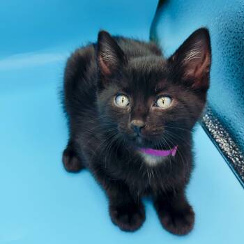 Domestic Short Hair Cats Available for Adoption in Springfield, Missouri - Imogen | PetCurious