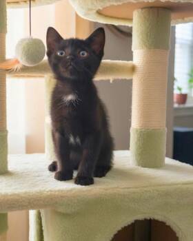 Magritte -  Domestic Short Hair Cat for Adoption in Novato, California - Magritte | PetCurious