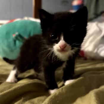 Domestic Short Hair Cats Available for Adoption in Long Beach, California - Maddie | PetCurious