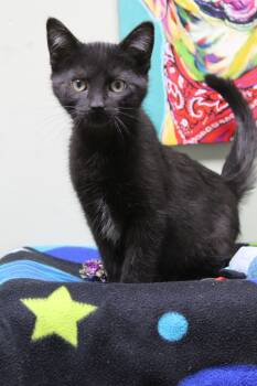 Domestic Short Hair Cats Available for Adoption - Moondust | PetCurious