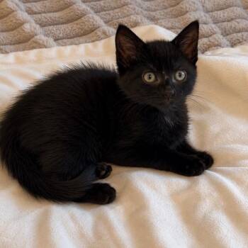 Kraftwerk -  Domestic Short Hair Cat for Adoption in Fredericksburg, Virginia - Kraftwerk | PetCurious
