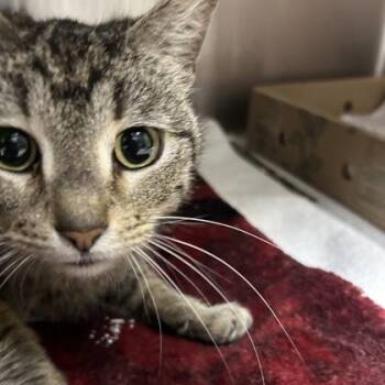 Heaven -  Domestic Short Hair Cat for Adoption in Merriam, Kansas - Heaven | PetCurious