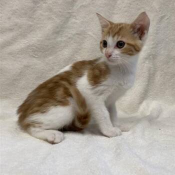 Rescue Domestic Short Hair Cats for Adoption in Hawthorne, California - Pearl | PetCurious