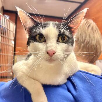 Domestic Short Hair Cats Available for Adoption - Georgie | PetCurious