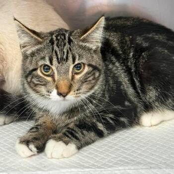 Darcy -  Domestic Short Hair Cat for Adoption in Salt Lake City, Utah - Darcy | PetCurious