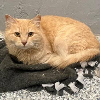 Domestic Long Hair Cats Available for Adoption - Florence | PetCurious
