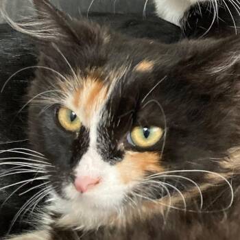 Fiona -  Domestic Medium Hair Cat for Adoption in Buffalo, Wyoming - Fiona | PetCurious