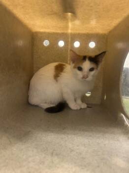 Bubbles -  Domestic Short Hair Cat for Adoption in Fruit Heights, Utah - Bubbles | PetCurious