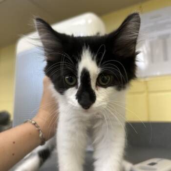 Reggie -  Domestic Short Hair Cat for Adoption in West Olive, Michigan - Reggie | PetCurious