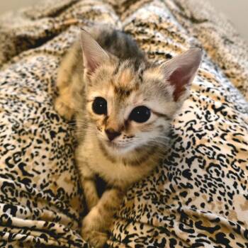 Domestic Short Hair Cats Available for Adoption in Cumming, Georgia - Marble Rye | PetCurious