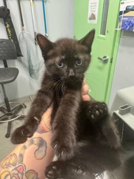 Wishbone -  Domestic Short Hair Cat for Adoption in Bloomington, Indiana - Wishbone | PetCurious