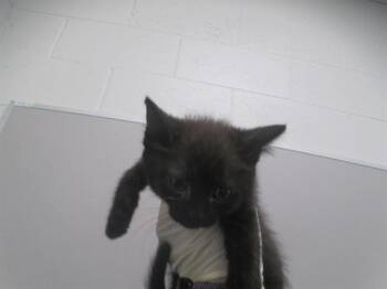 Domestic Short Hair Cats Available for Adoption in Ocala, Florida - BLINKY | PetCurious
