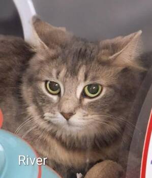 Domestic Medium Hair Cats Available for Adoption in Colfax, Iowa - River | PetCurious