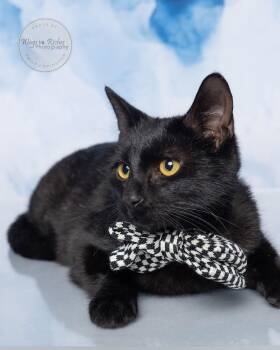 Bombay and Domestic Short Hair Cats Available for Adoption - Lucky | PetCurious