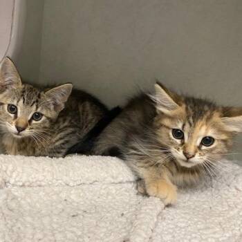 Katherine -  Domestic Short Hair Cat for Adoption in Dayton, Ohio - Katherine | PetCurious
