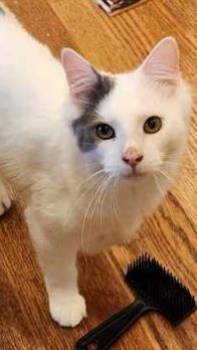 Domestic Medium Hair and Domestic Short Hair Cats Available for Adoption in Fairfax, Virginia - Gerry | PetCurious