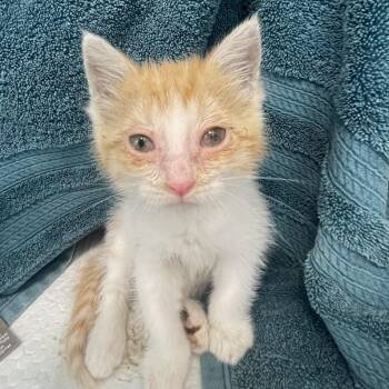 Creamsicle -  Domestic Short Hair Cat for Adoption in Bentonville, Arkansas - Creamsicle | PetCurious