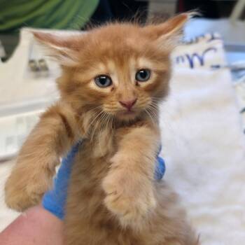 Rory -  Domestic Medium Hair Cat for Adoption in Mt. Juliet, Tennessee - Rory | PetCurious