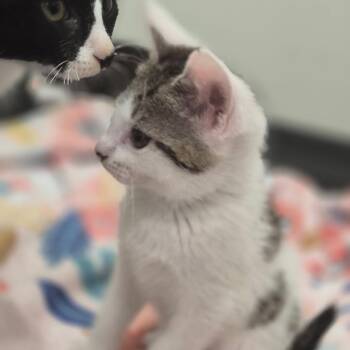 Pretzel -  Domestic Short Hair Cat for Adoption in Chapel Hill, North Carolina - Pretzel | PetCurious